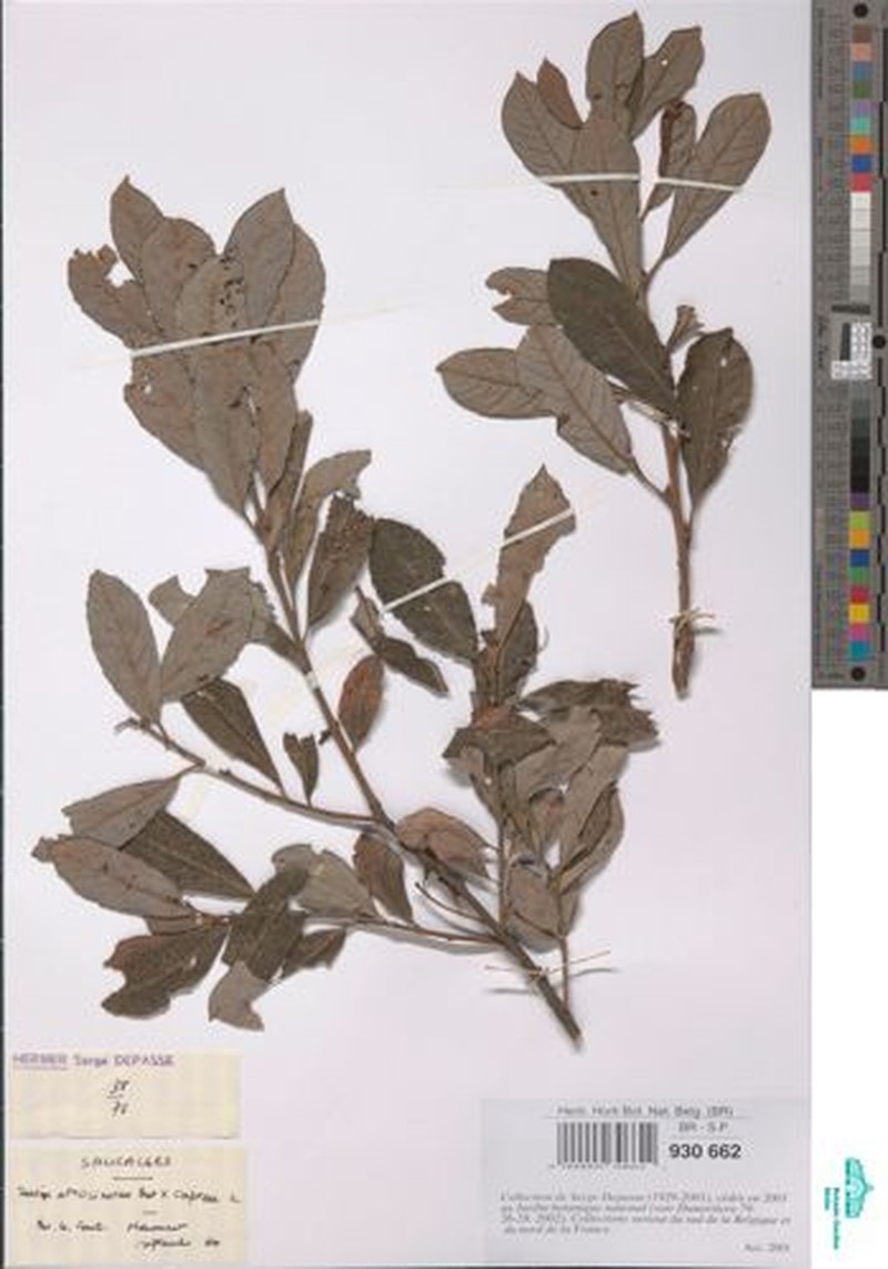 Salix × quercifolia photo 4