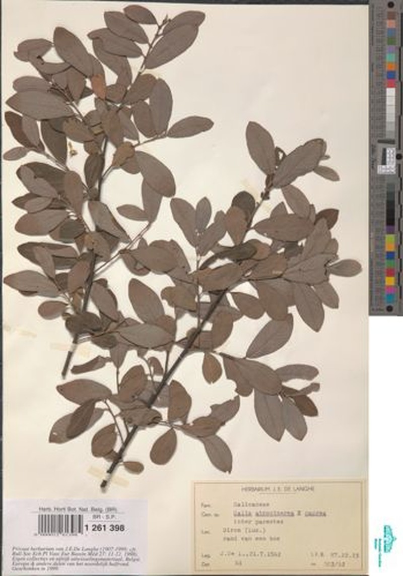 Salix × quercifolia photo 5