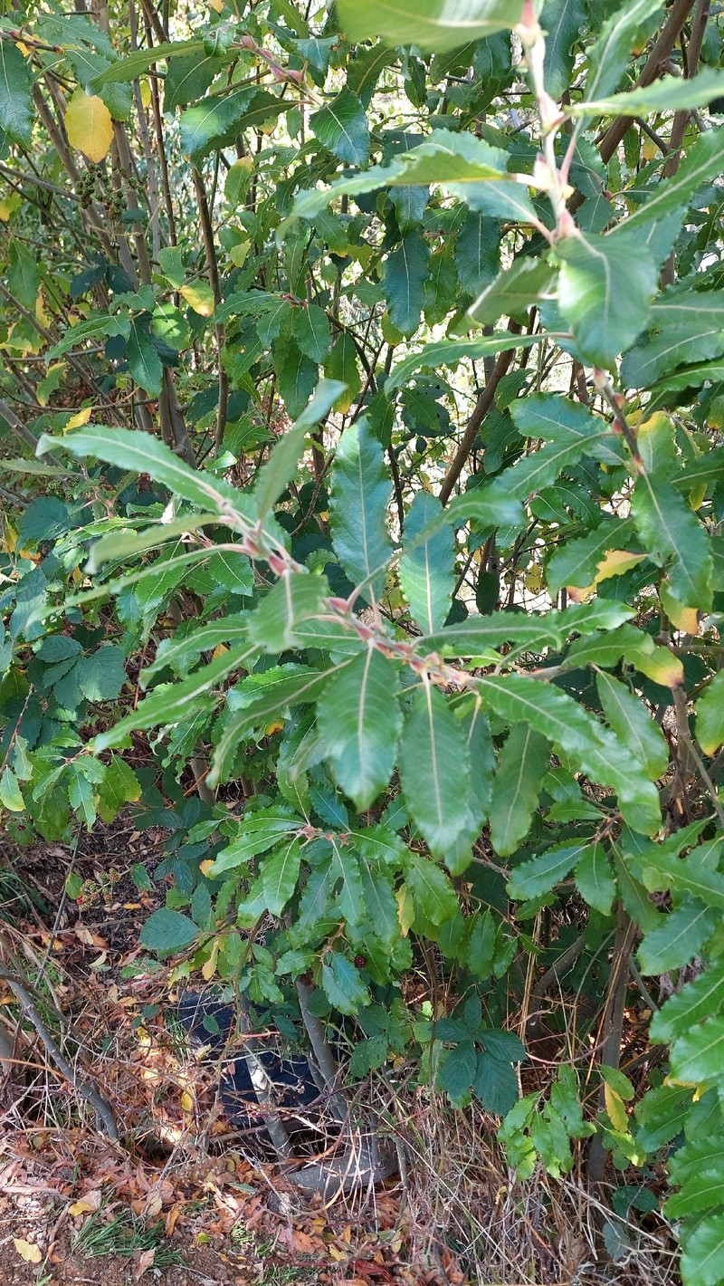 Salix × reichardtii