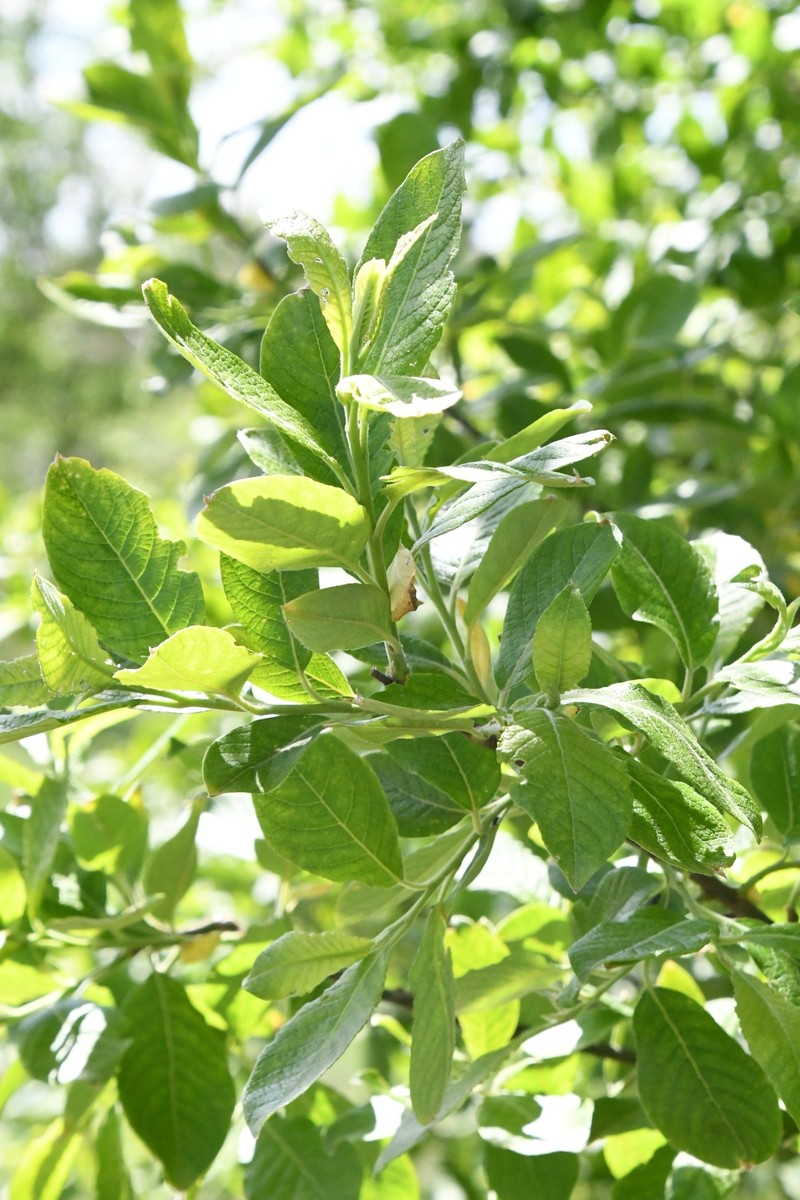 Salix × reichardtii photo 2