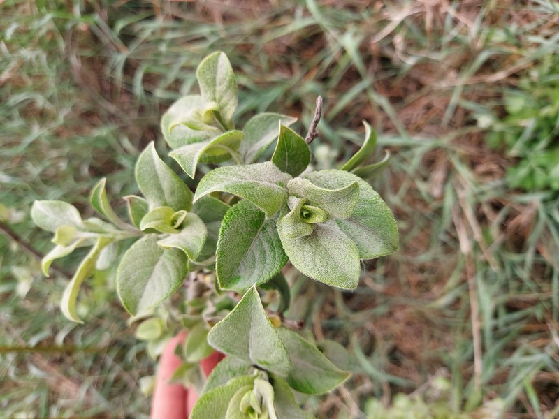 Salix × reichardtii photo 3
