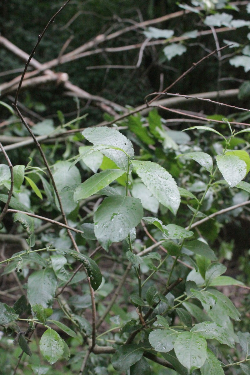 Salix × reichardtii photo 4