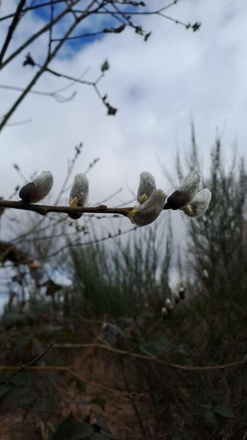 Salix × reichardtii photo 6