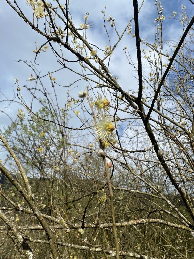 Salix × reichardtii photo 7