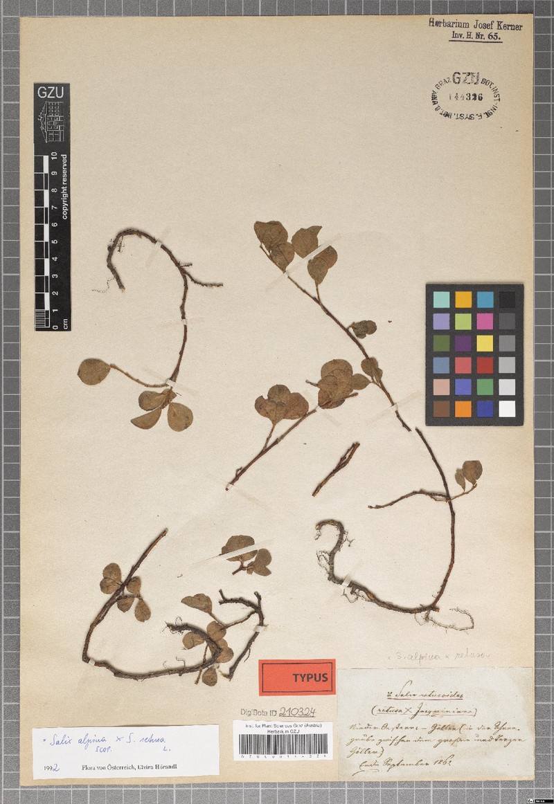Salix × retusoides