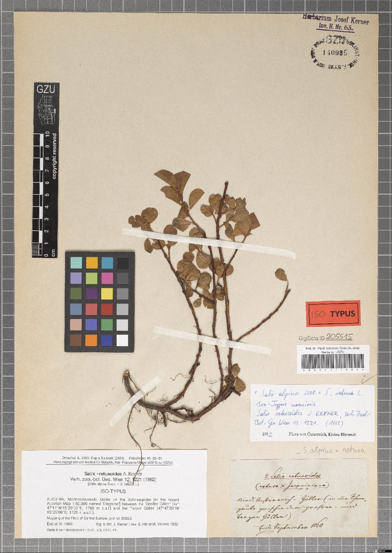 Salix × retusoides photo 2