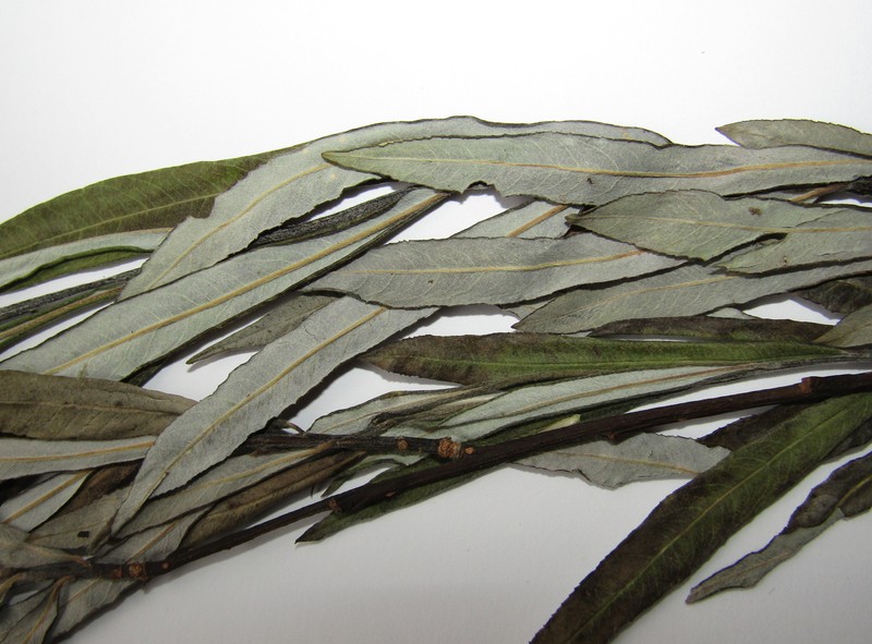 Green-Leaf Willow