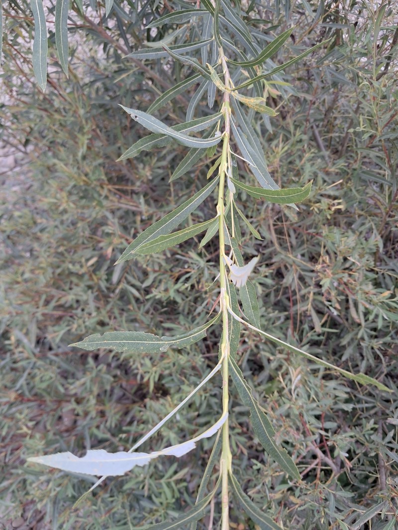 Green-Leaf Willow photo 2