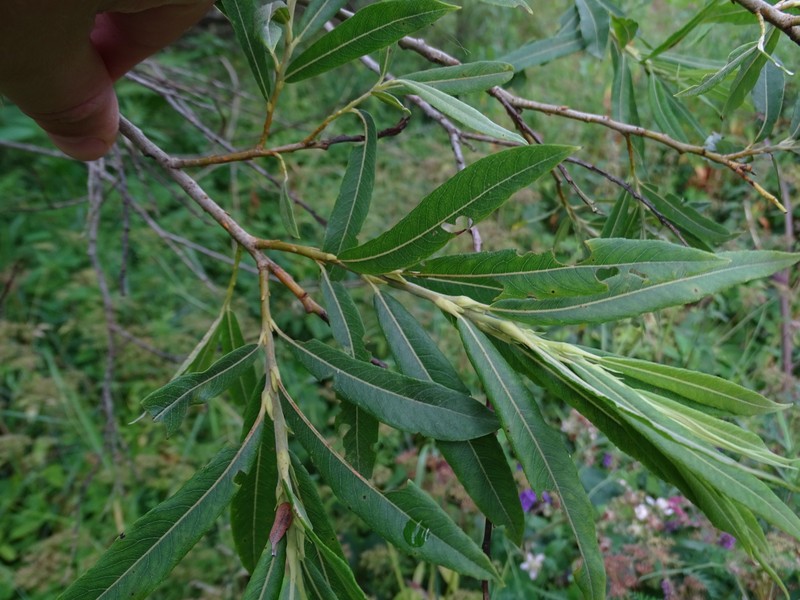 Green-Leaf Willow photo 3