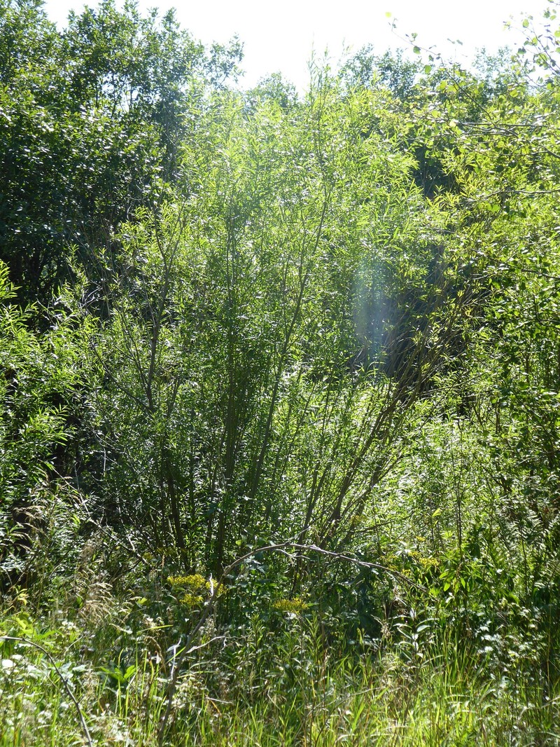 Green-Leaf Willow photo 4