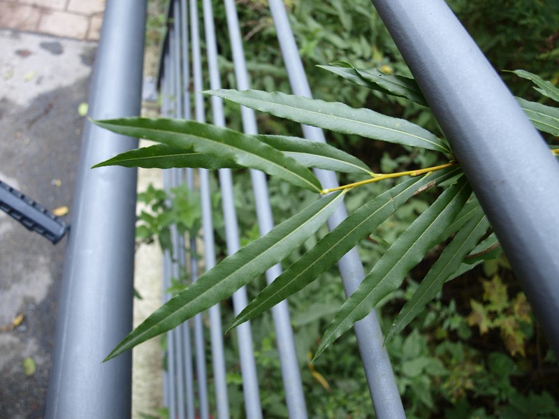Green-Leaf Willow photo 5