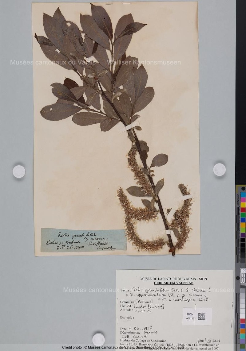 Salix × scrobigera