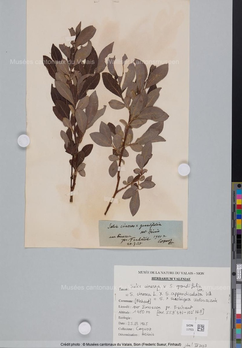 Salix × scrobigera photo 2