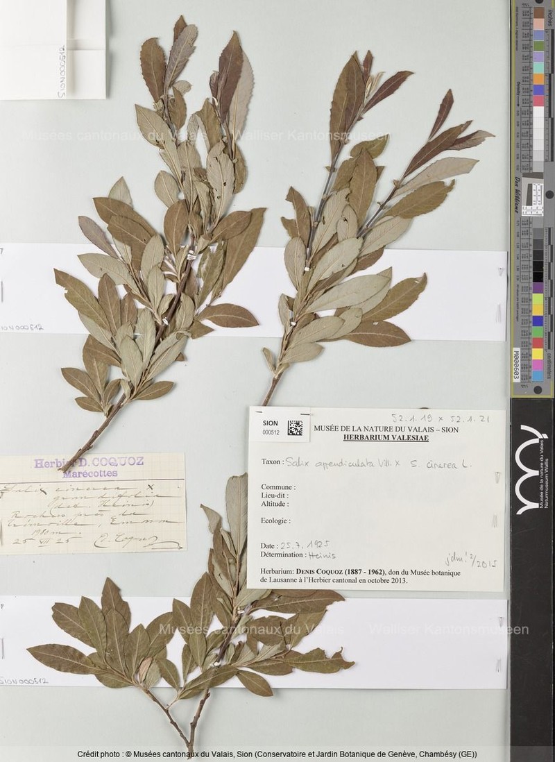 Salix × scrobigera photo 3