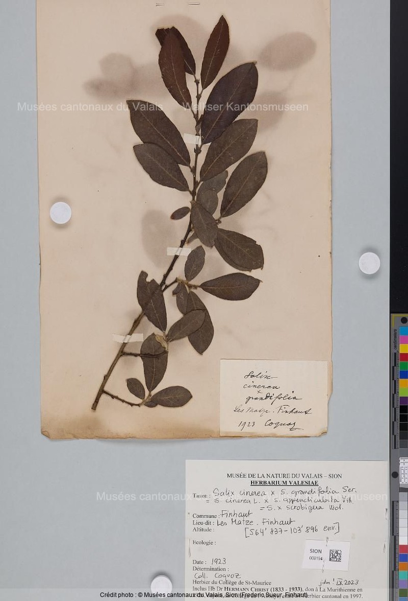 Salix × scrobigera photo 6