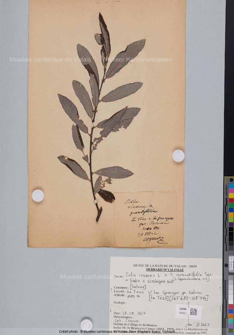 Salix × scrobigera photo 7