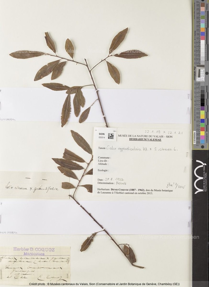 Salix × scrobigera photo 8