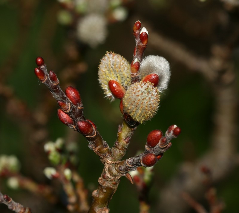 Salix × sibyllina