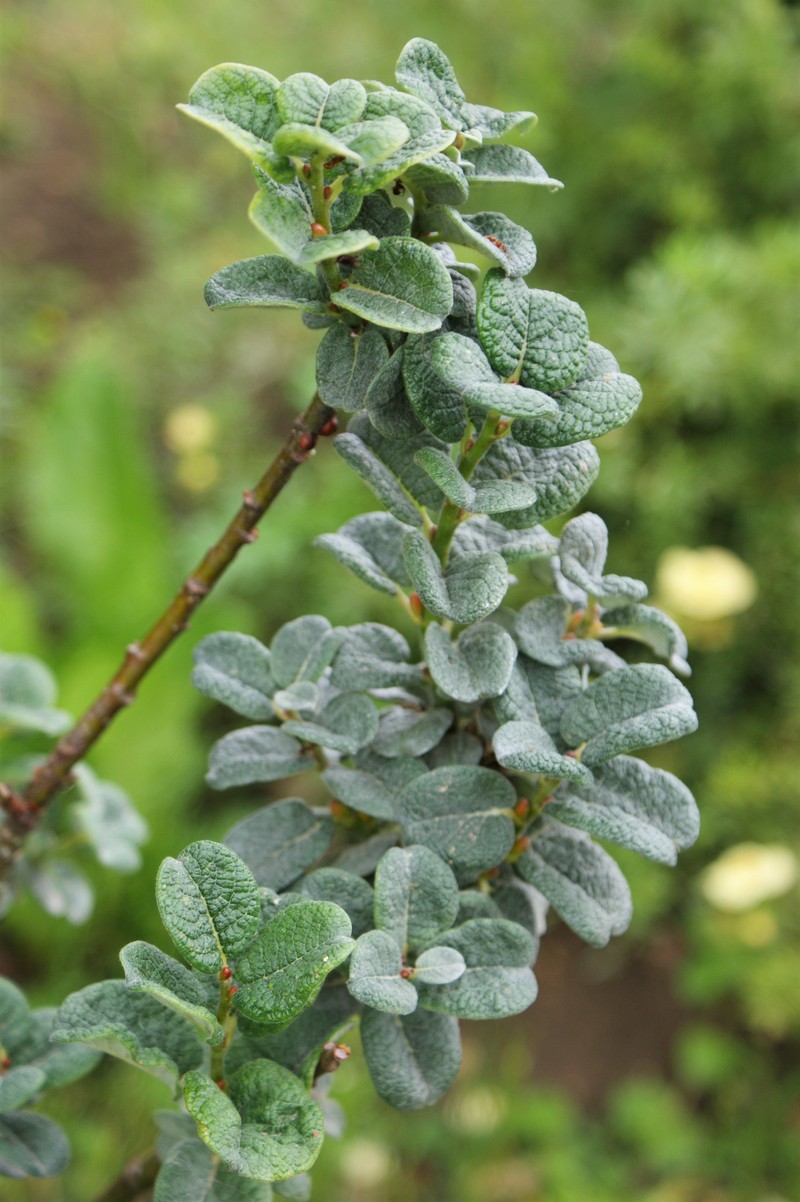 Salix × sibyllina photo 2