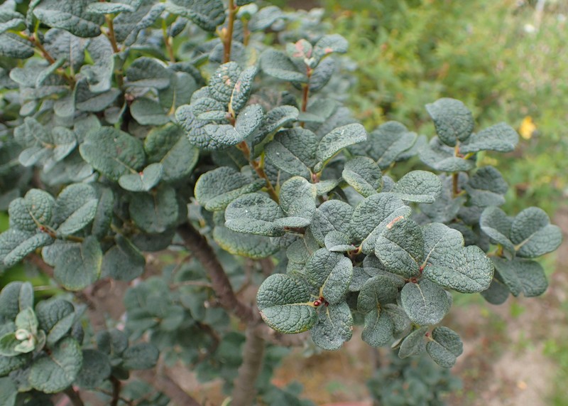 Salix × sibyllina photo 3