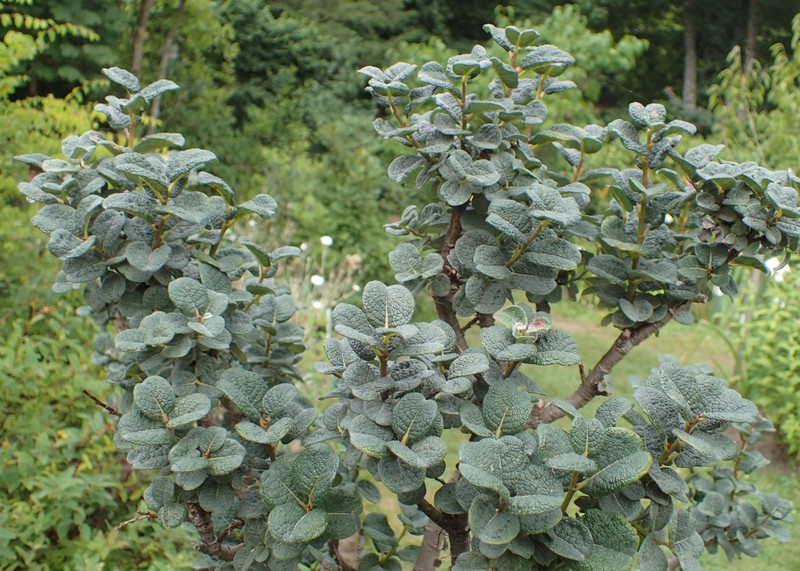 Salix × sibyllina photo 4