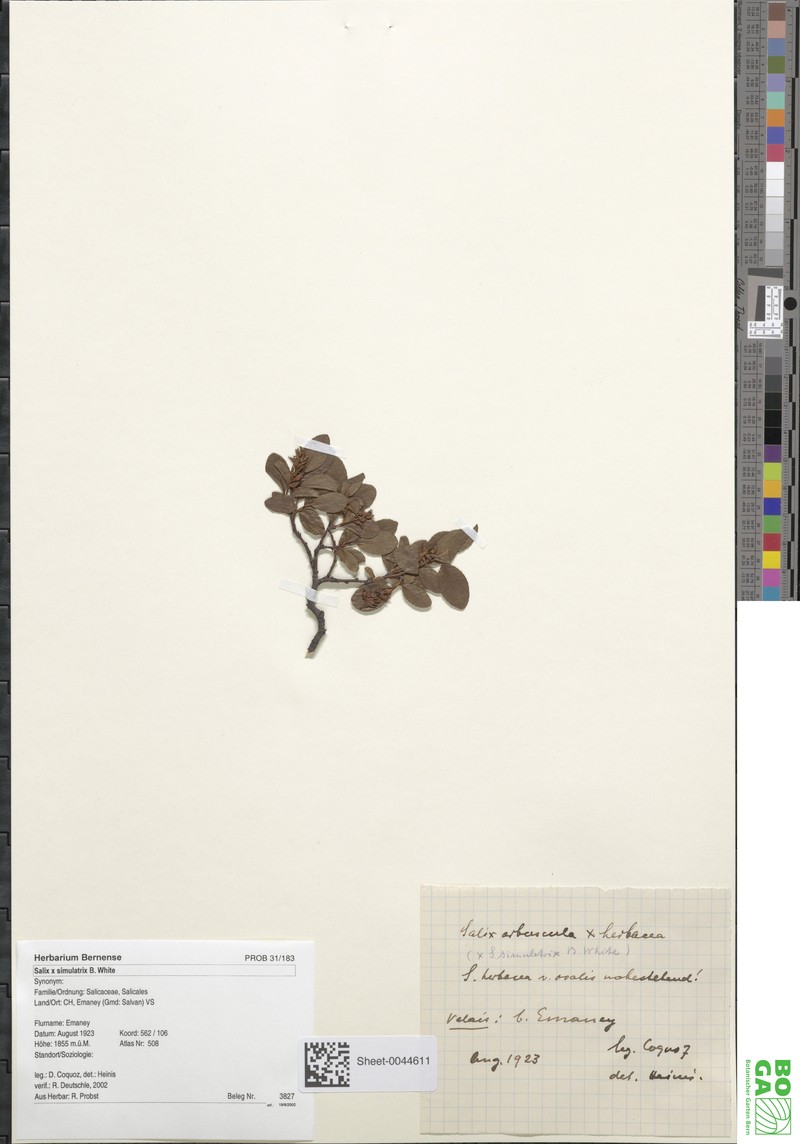 Salix × simulatrix