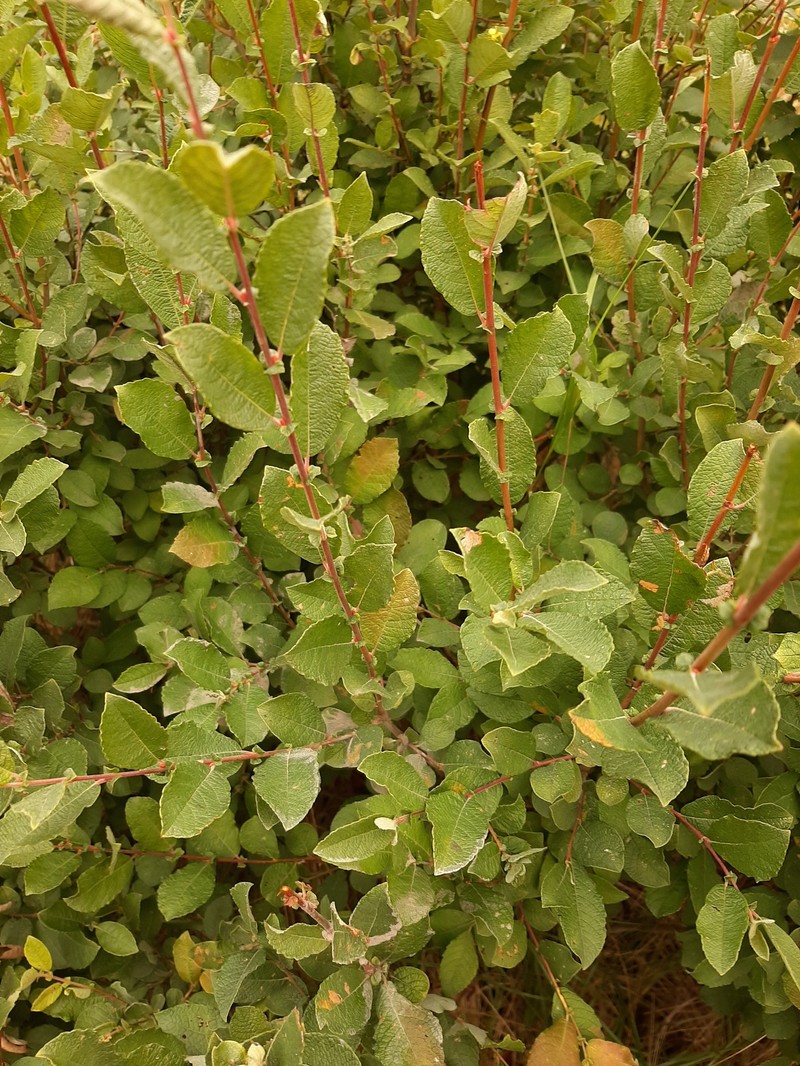 Salix × strepida