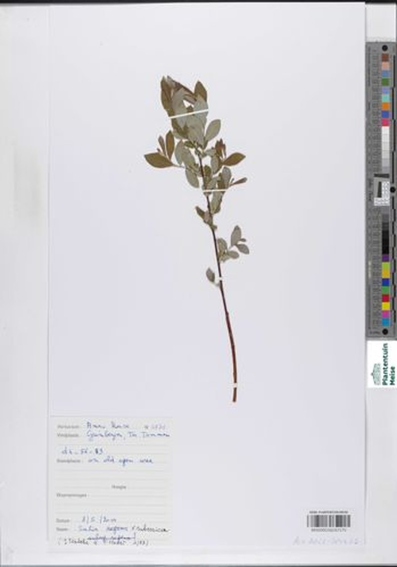 Salix × subsericea