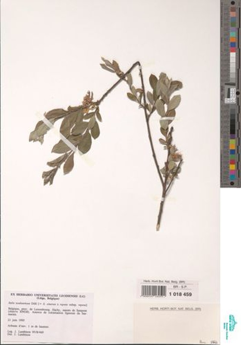 Salix × subsericea photo 2