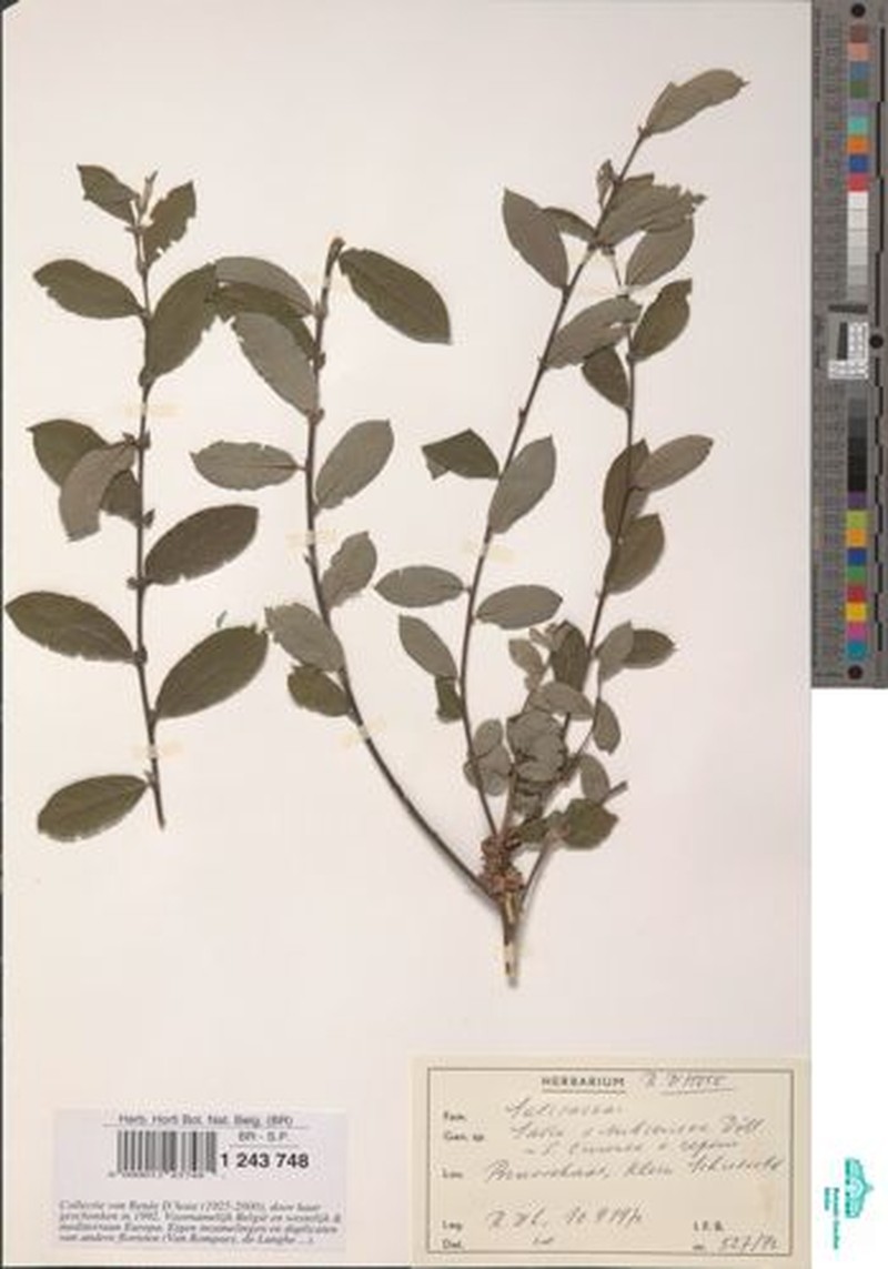 Salix × subsericea photo 3