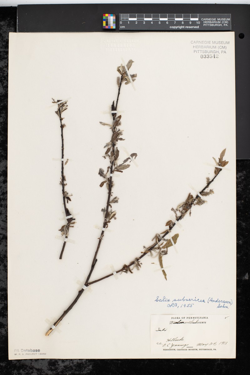 Salix × subsericea photo 5