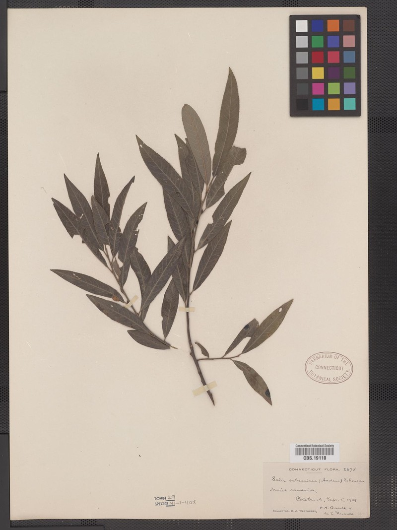 Salix × subsericea photo 7