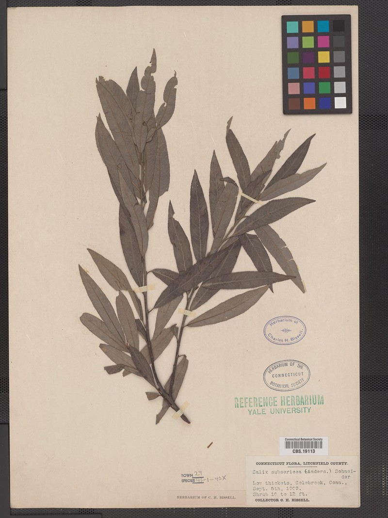 Salix × subsericea photo 8