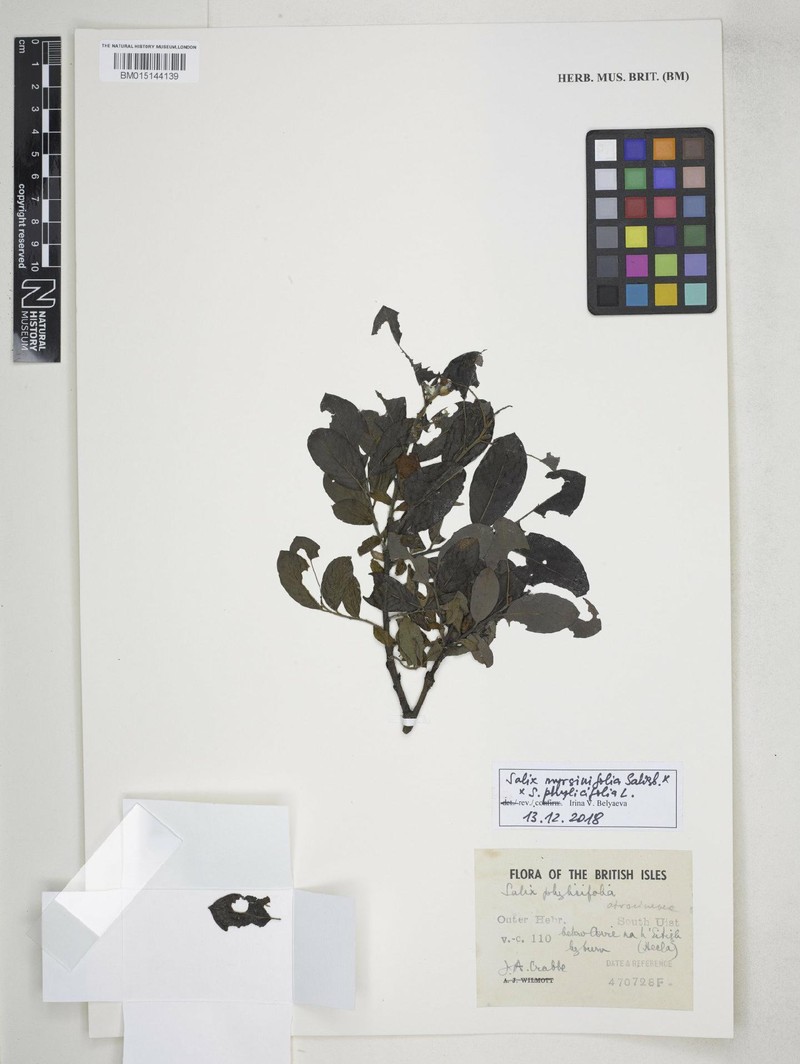 Salix × tetrapla