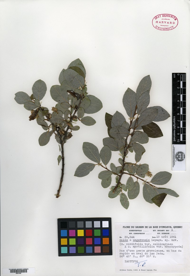 Salix × ungavensis