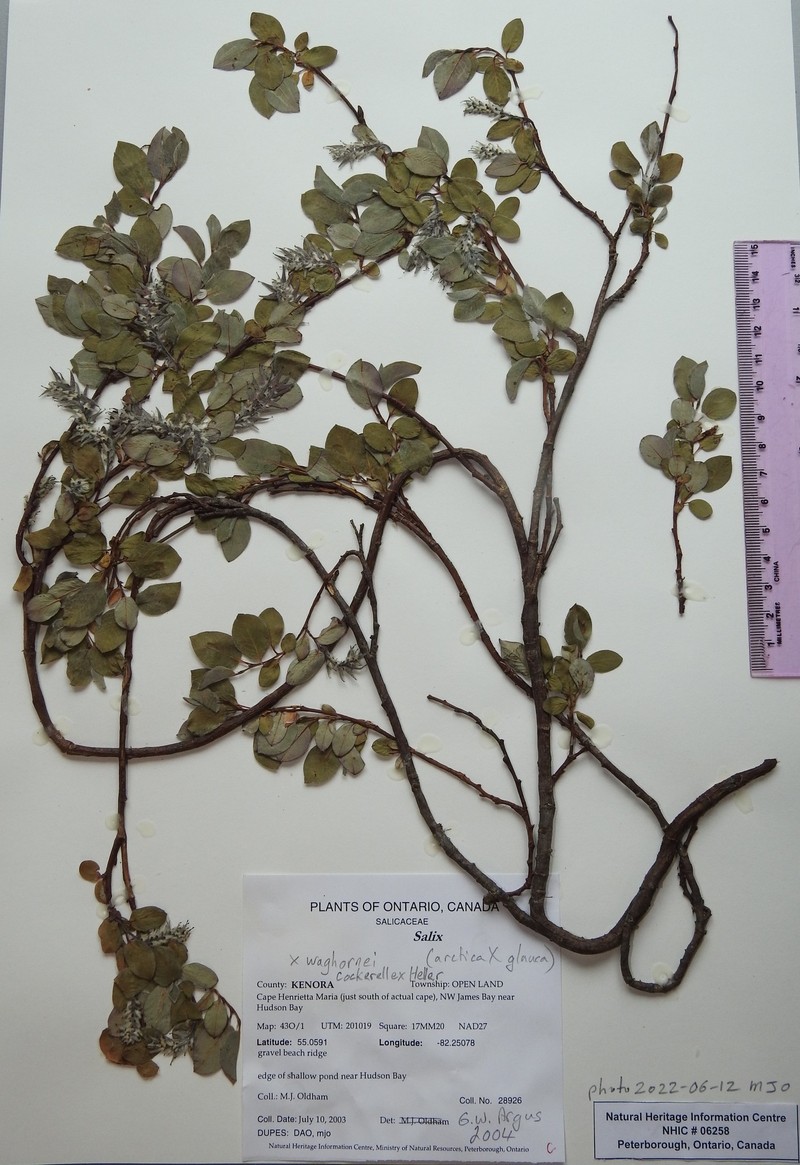 hybrid willow