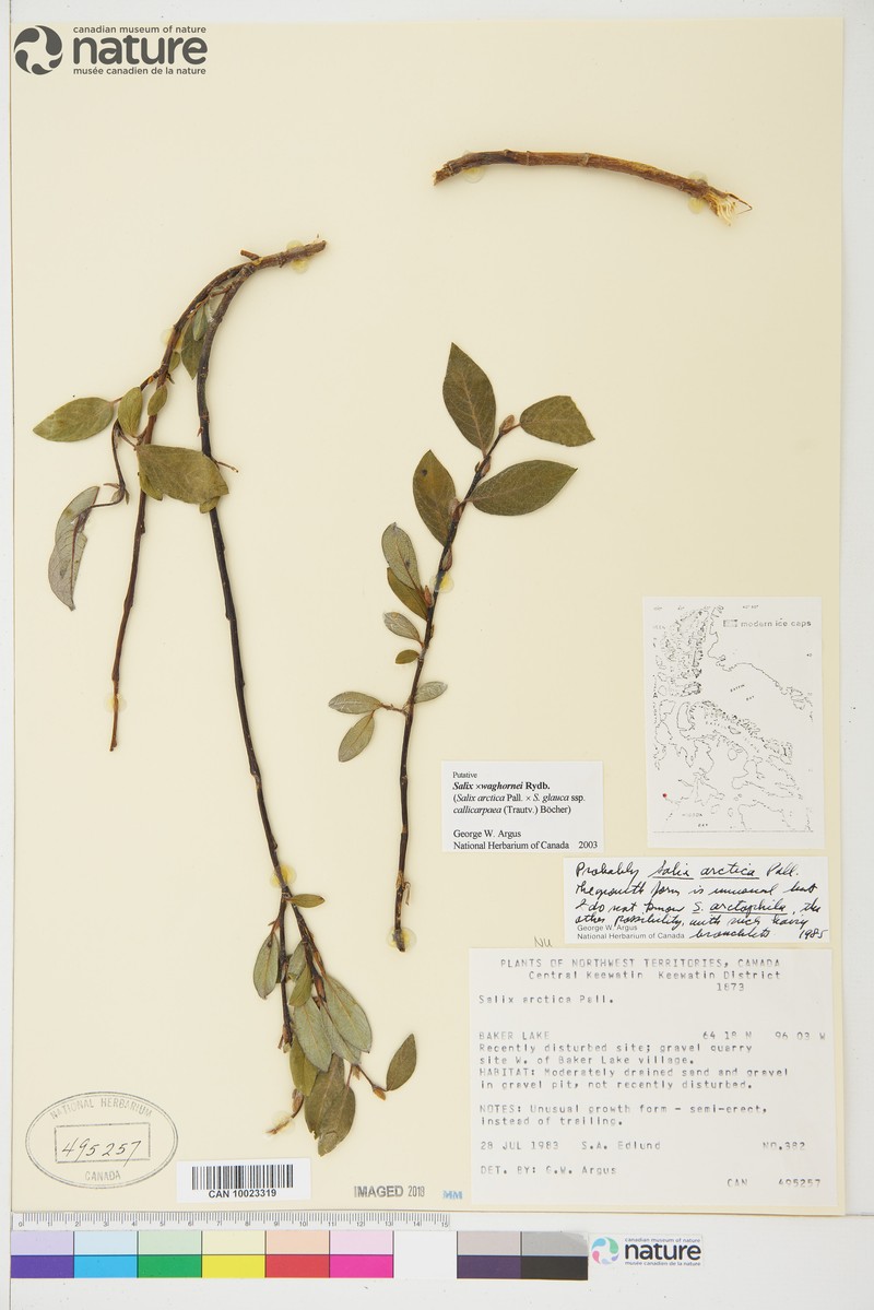 hybrid willow photo 6