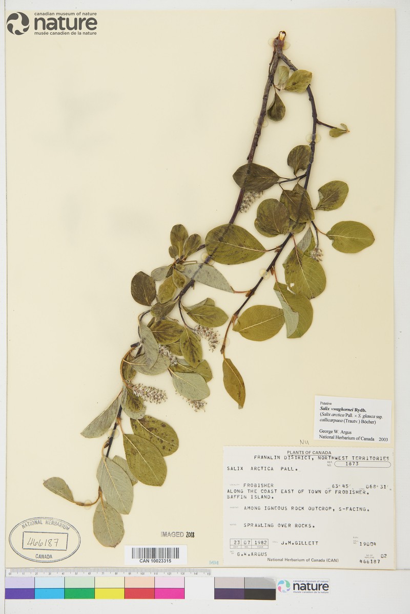 hybrid willow photo 7