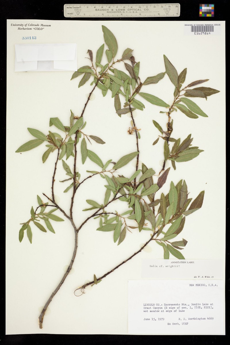 Salix × wrightii