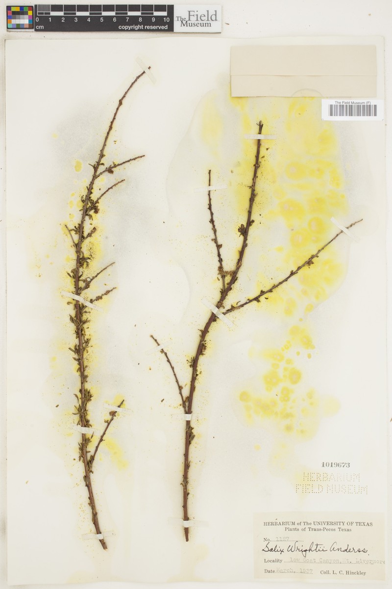 Salix × wrightii photo 2
