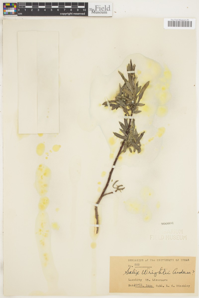 Salix × wrightii photo 3