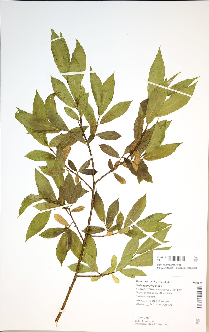 hybrid willow