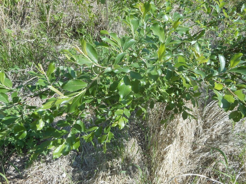 Salix abscondita