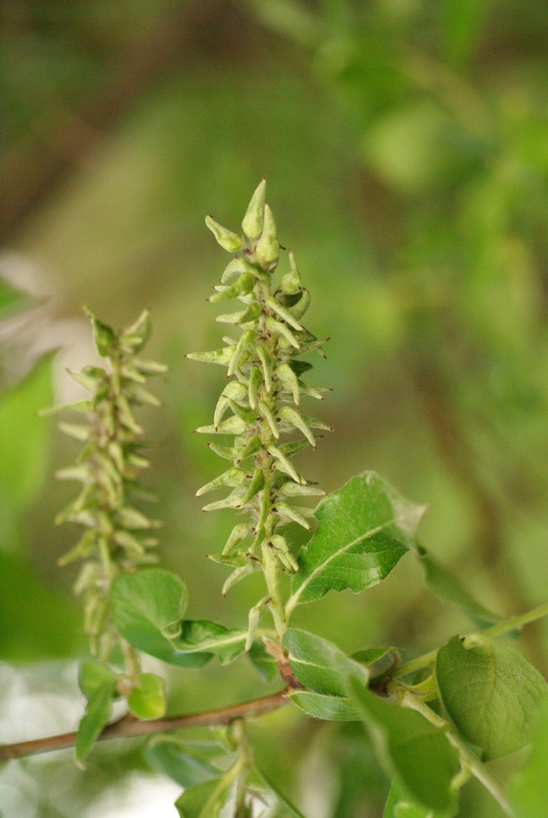 Salix abscondita photo 2