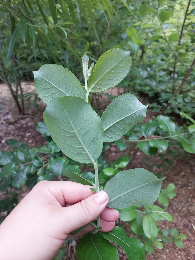 Salix abscondita photo 3