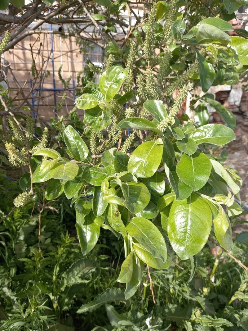 Salix abscondita photo 4
