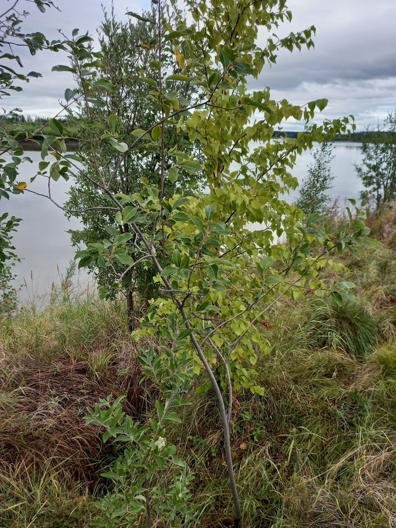Salix abscondita photo 5