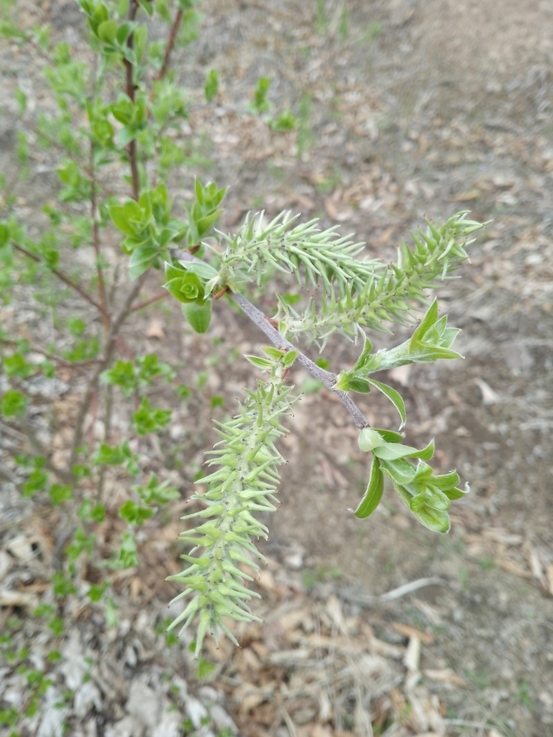 Salix abscondita photo 6