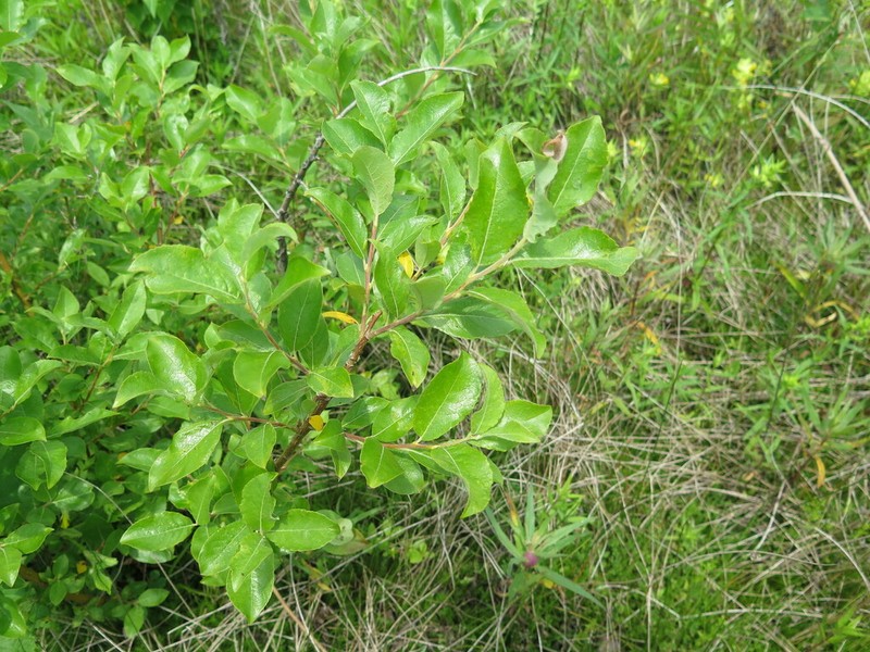 Salix abscondita photo 7