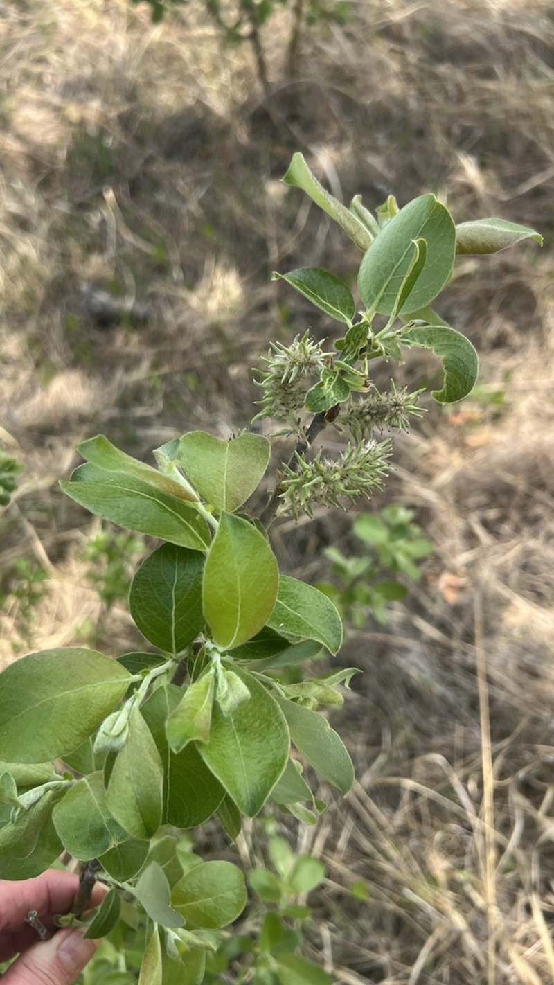Salix abscondita photo 8